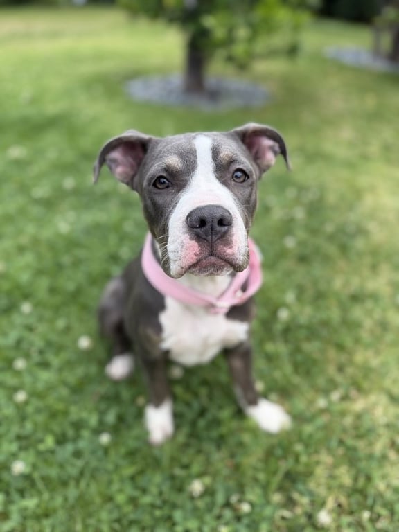 ZOE Image