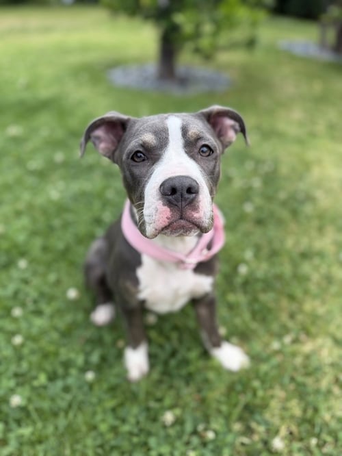 ZOE - American Staffordshire Terrier available for adoption