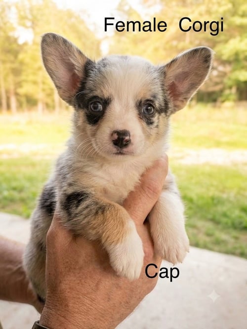 CAP