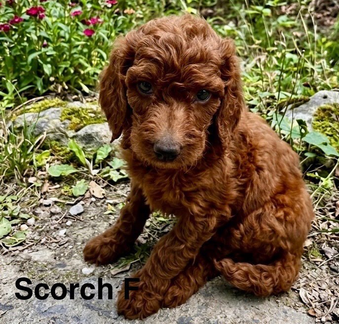 Scorch Image