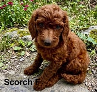 Scorch - Photo 1