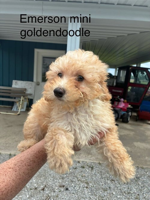 EMERSON - Golden Retriever / Poodle (Miniature) available for adoption