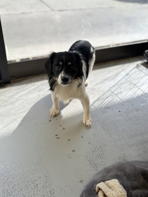 CHAVELLE 2272 - Terrier available for adoption