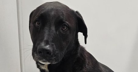 STELLA MCCARTNEY - Border Collie / Terrier available for adoption