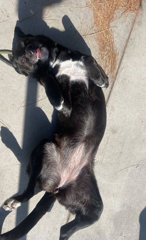 STELLA MCCARTNEY - Border Collie / Terrier available for adoption