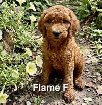 Flame - Photo 1