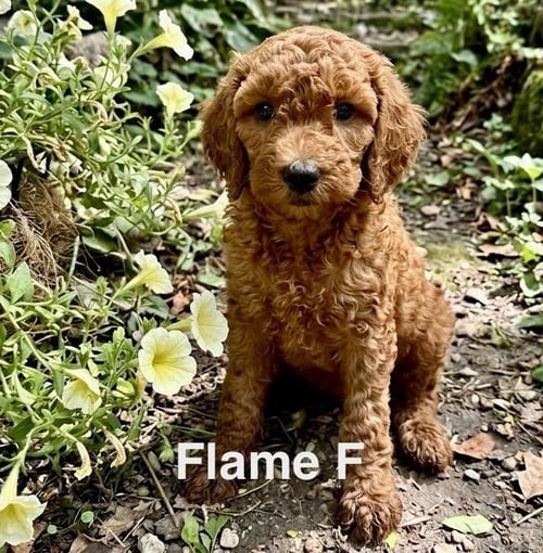 FLAME - Poodle (Miniature) available for adoption