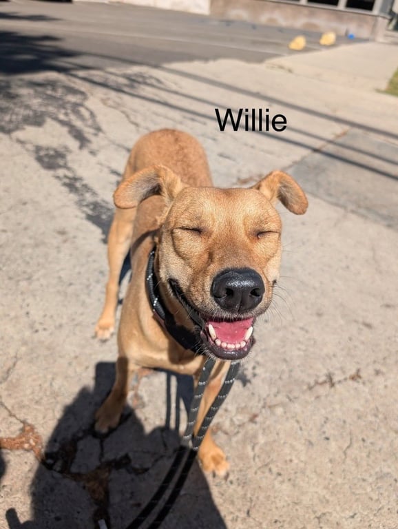 Big Willie Image