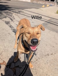 Big Willie - Photo 1