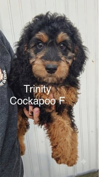Trinity - Photo 1