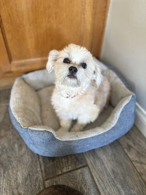 WINSTON #1199 - Terrier available for adoption