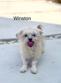 Winston #1199 - Photo 3