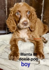 MANTA - Photo 1