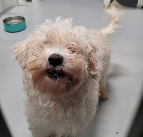 FRAIZER KERN #0551 - Poodle (Miniature) available for adoption