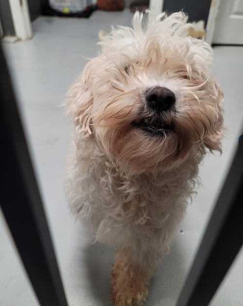 FRAIZER KERN #0551 - Poodle (Miniature) available for adoption
