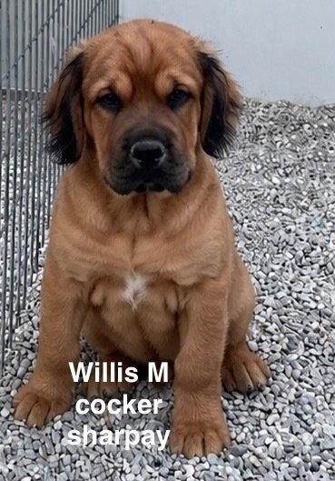 WILLIS Image