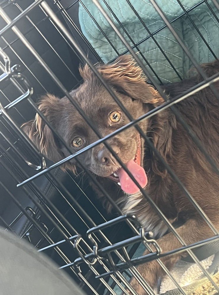 CHESTNUT #0376 - Spaniel available for adoption