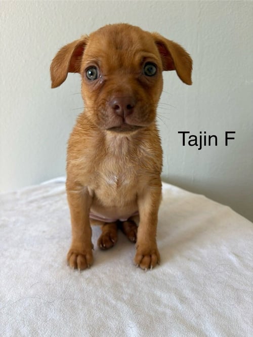 TAJIN #9517 - Chihuahua available for adoption