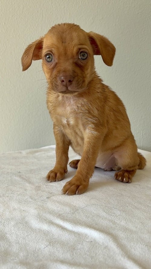 TAJIN #9517 - Chihuahua available for adoption