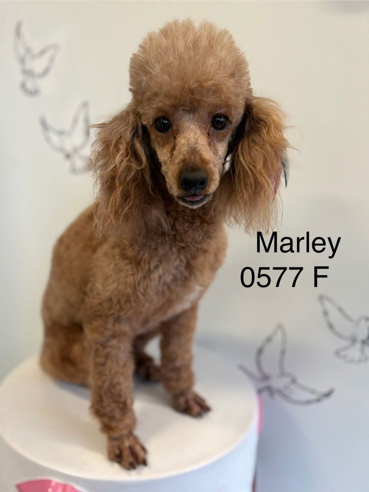 MARLEY #0577 - Poodle (Miniature) available for adoption