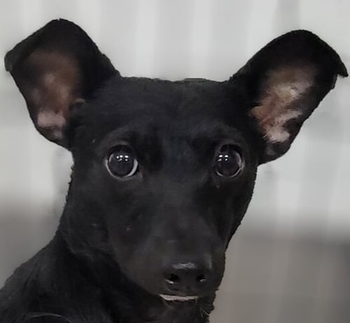 PRETTY GIRL #5219 - Chihuahua / Terrier available for adoption