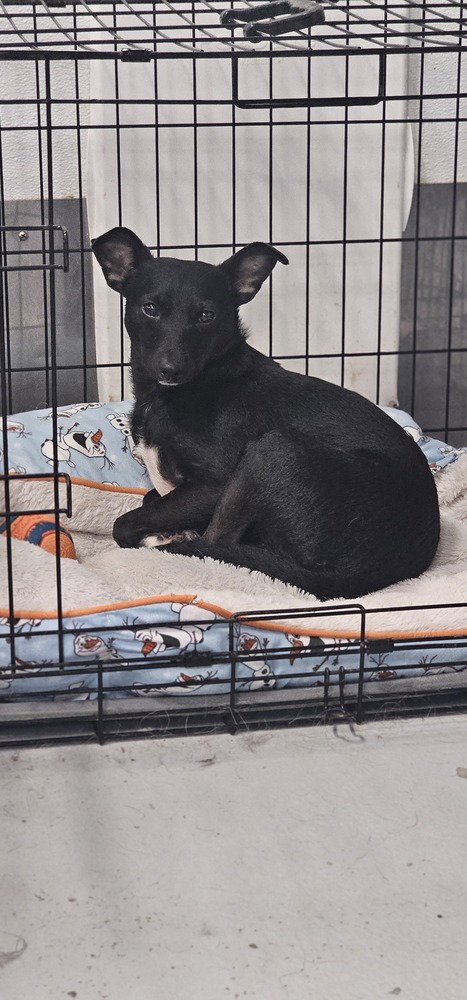 PRETTY GIRL #5219 - Chihuahua / Terrier available for adoption