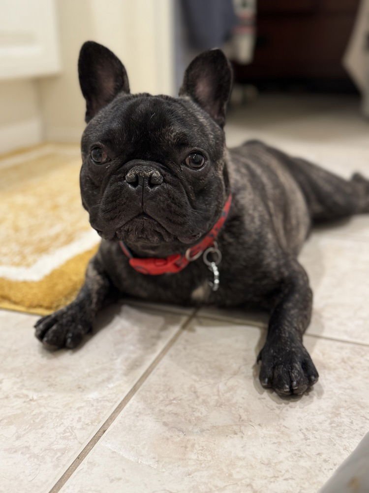 TANK 5526 - French Bulldog available for adoption