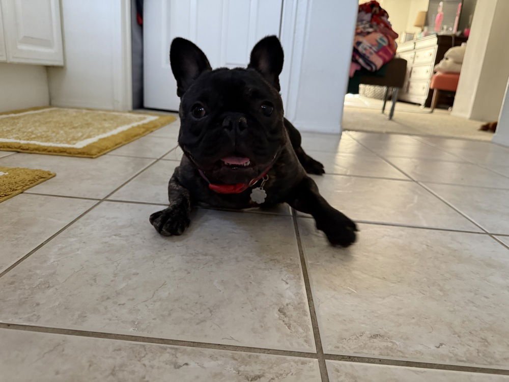 TANK 5526 - French Bulldog available for adoption