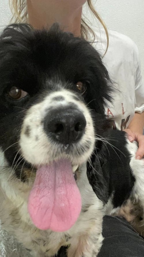 STACEY #8702 - Cocker Spaniel available for adoption
