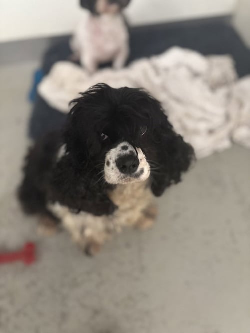 STACEY #8702 - Cocker Spaniel available for adoption