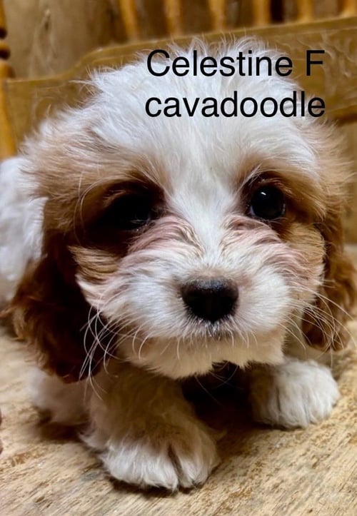 CELESTINE - Cavalier King Charles Spaniel / Golden Retriever available for adoption