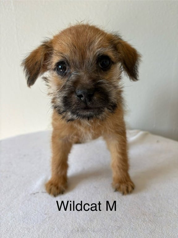 Wildcat #5794 Image