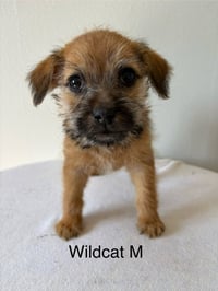 Wildcat #5794 - Photo 1