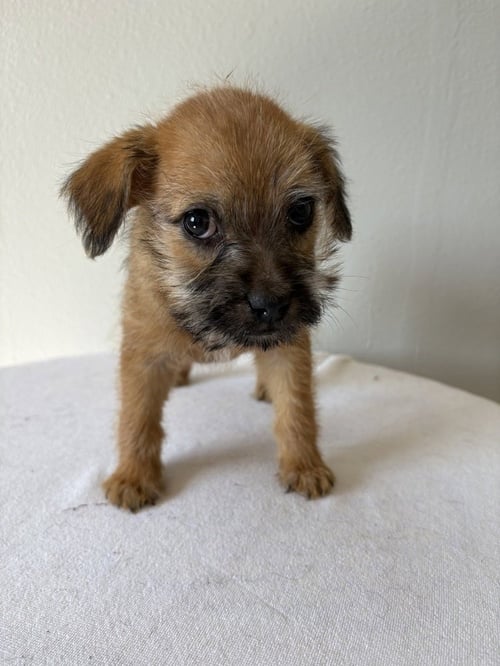WILDCAT #5794 - Chihuahua / Terrier available for adoption