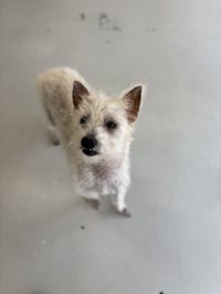 Scotch - Photo 2