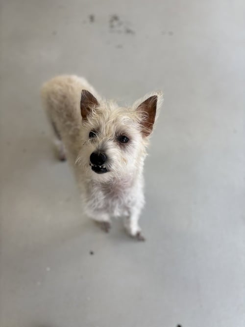 SCOTCH - Terrier available for adoption