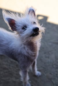 Scotch - Photo 1