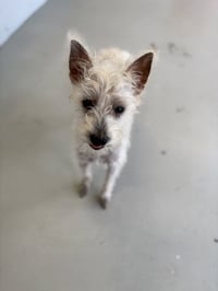 Scotch - Photo 3