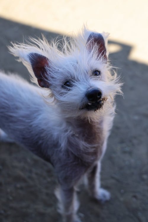 SCOTCH - Terrier available for adoption
