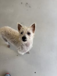 Scotch - Photo 4