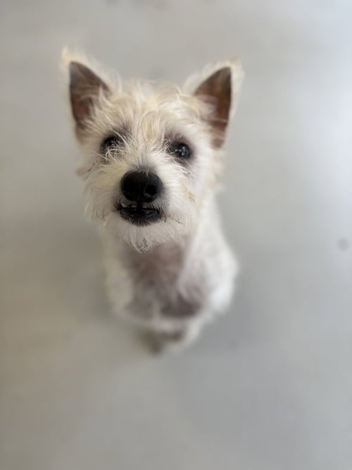 SCOTCH - Terrier available for adoption