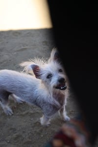 Scotch - Photo 4