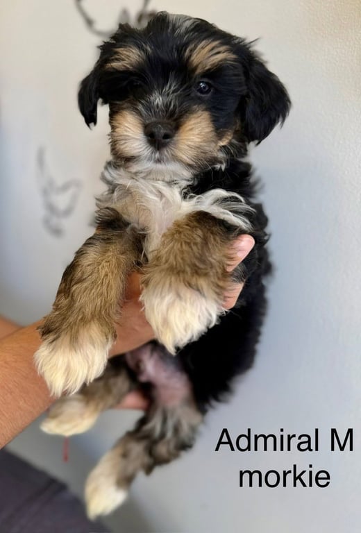 Admiral #2687 Image