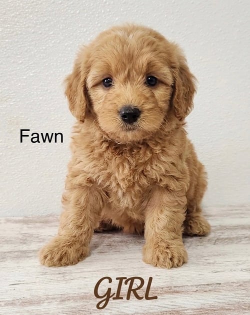 MESSI - Golden Retriever / Poodle (Miniature) available for adoption