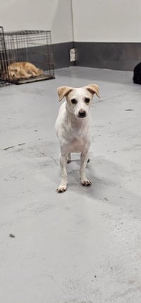 Wishbone - Photo 2