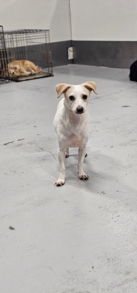 WISHBONE - Jack Russell Terrier available for adoption