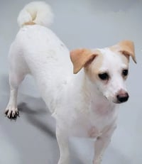 Wishbone - Photo 4