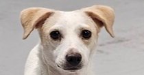 WISHBONE - Jack Russell Terrier available for adoption