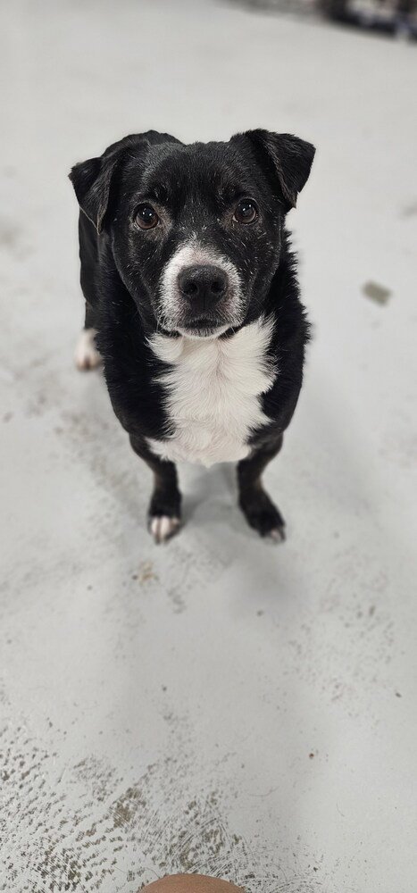 RAMSEY #3934 - Chihuahua available for adoption