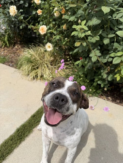 ROKI - Pit Bull Terrier / Terrier available for adoption